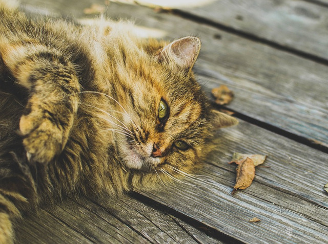 Imposibil sa nu te cucereasca