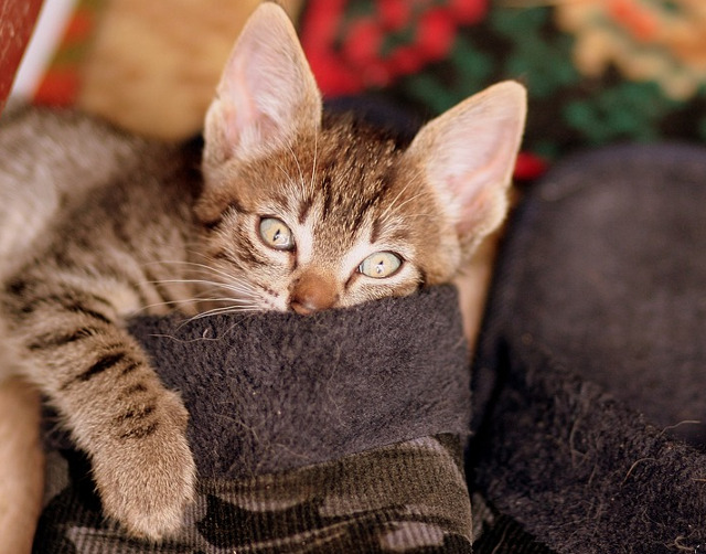 "Iubesc pisicile pentru ca ma simt foarte bine acasa si, incet-incet, ele devin sufletul, in mod vizibil, sufletul caminului meu"(Jean Cocteau)