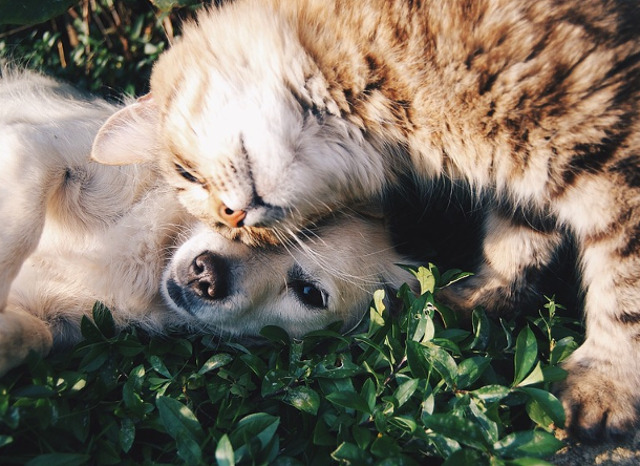 "Nu poate exista dar mai mare decat iubirea unei pisici" (Charles Dickens)