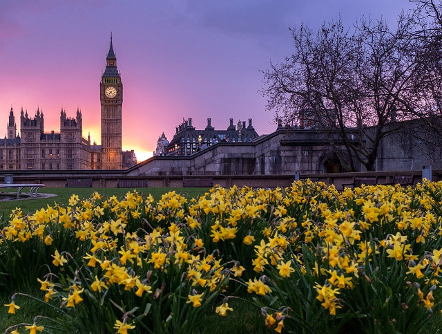 Prin plantarea florilor