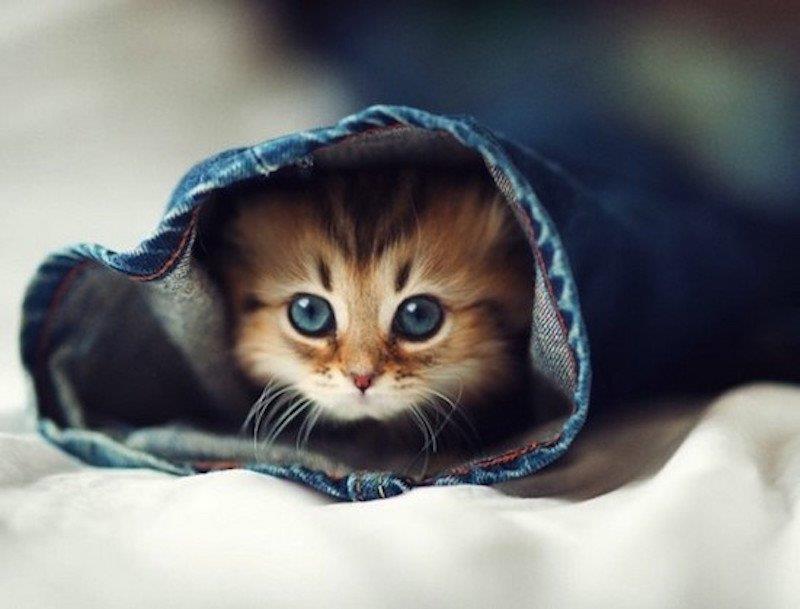 10 fotografii facute exact la tanc