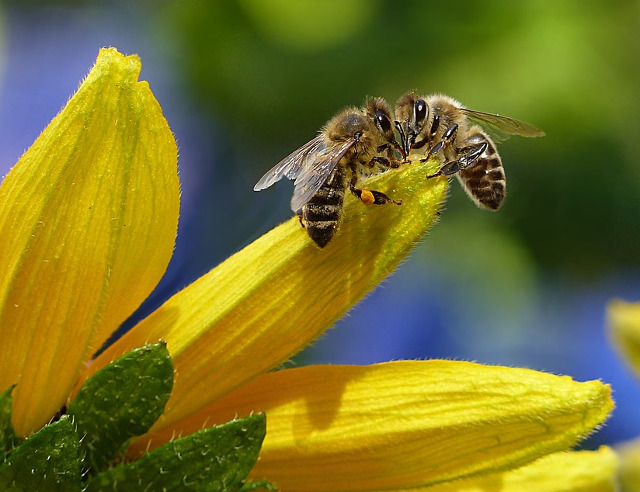 Albinele, in pericol de disparitie