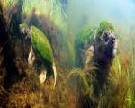 Broasca testoasa acoperita de alge