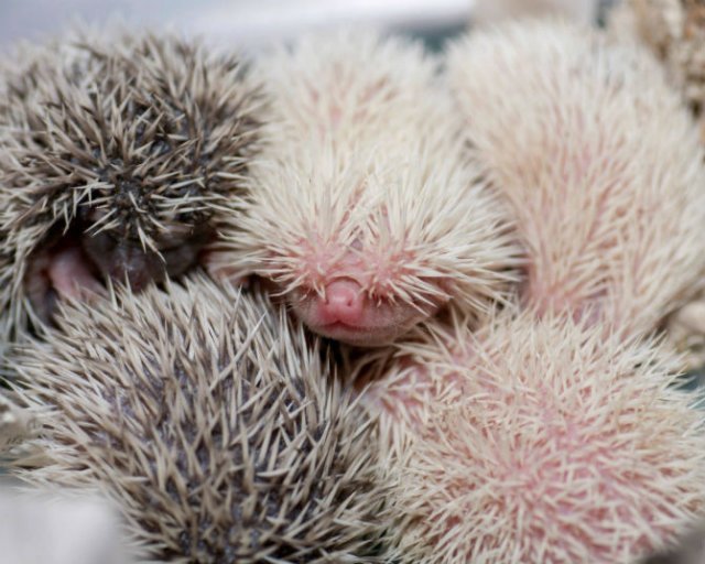 Cele mai simpatice animale