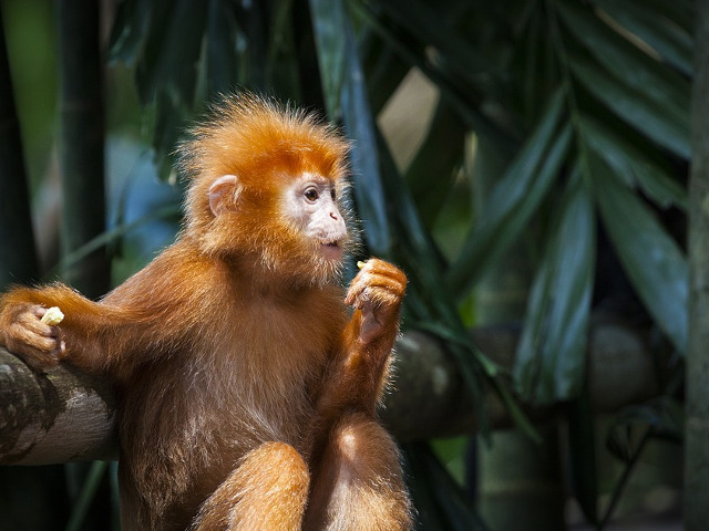 Cea mai simpatica maimutica