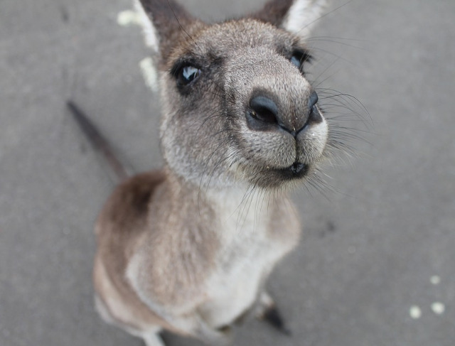 Un pui de cangur curios