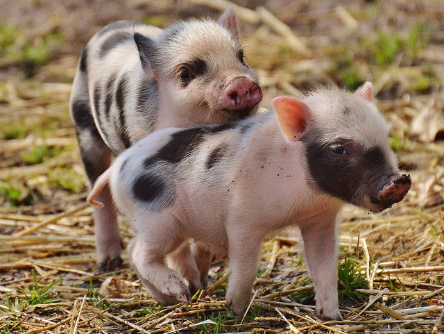 Imposibil sa nu-ti smulga un zambet!