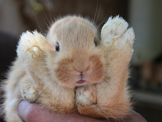 Un iepuras nazdravan!