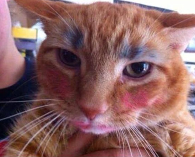 Si pisicile au nevoie de machiaj... nu?