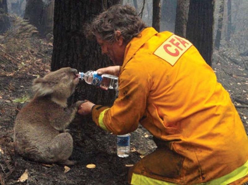 5. Un pompier ofera apa unui urs koala in timpul unui incendiu