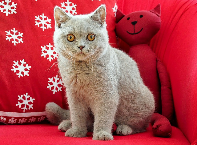 Cea mai atenta si ascultatoare pisica!