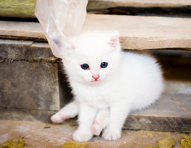 Un "ghemotoc alb", care exprima puritate, candoare, frumusete