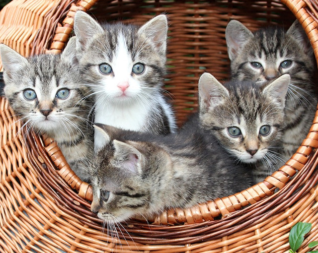 Imposibil sa nu te cucereasca!