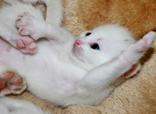 Cea mai dragalasa pisicuta...