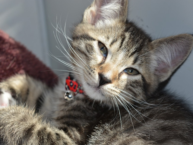 Iti fura inima in mai putin de 3 secunde!