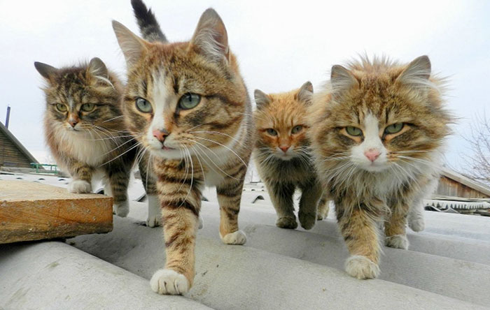 Familie de pisici