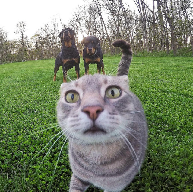 "Inca un selfie si fug sa imi salvez viata!"