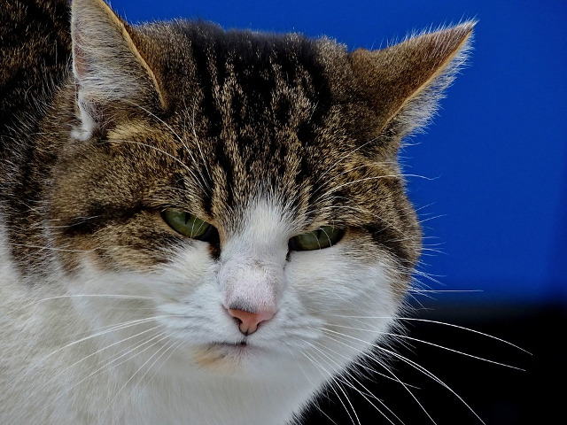 Chiar iti imaginai ca o fotografie constituie o idee buna?