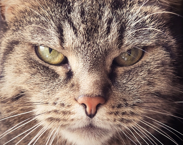 Privire patrunzatoare