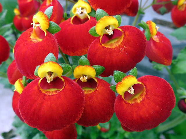 In natura adesea se regasesc cele mai ciudate forme