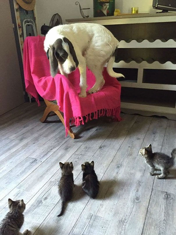 Prima intalnire cu un grup de pisicute