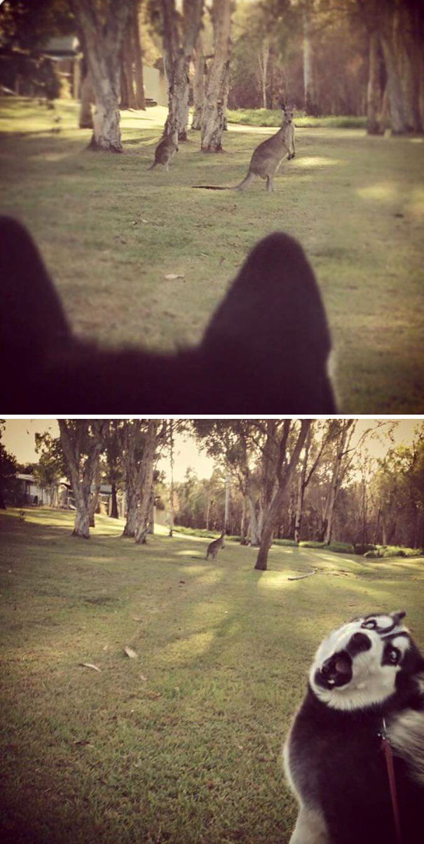 Acest caine a vazut pentru prima data un cangur