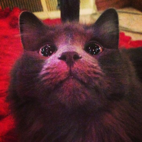 Aceasta pisica vede un pom de Craciun pentru prima data