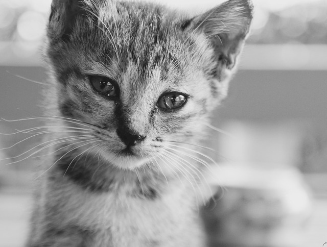 O privire face cat o mie de cuvinte...