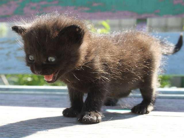 Un strigat de ajutor...