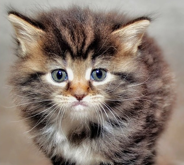 "Suferinta este legea de fier a naturii" (Euripide)