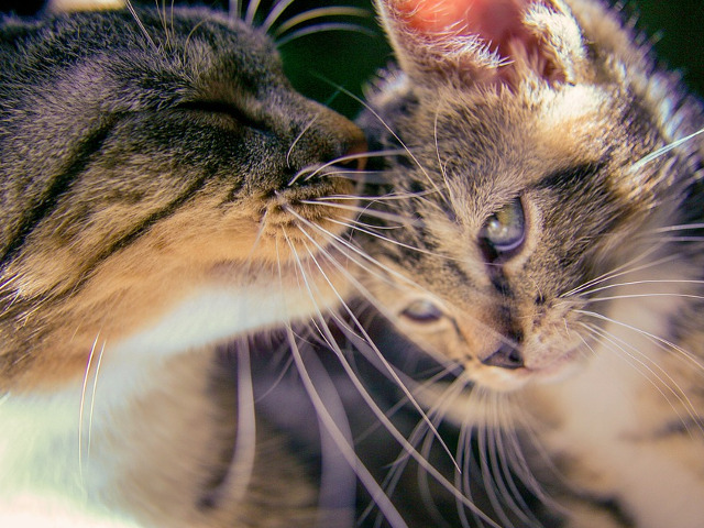 Chiar daca in cele din urma alinarea survine...tristetea ramane