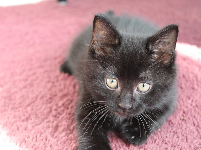 Animalele nu ar trebui sa sufere, caci rolul lor este de a ne face mai buni....