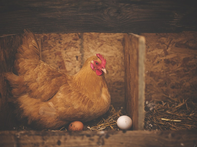 Nu se pun oua la closca