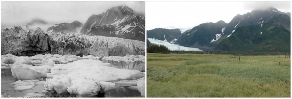 Glaciarul Pedersen, Alaska. Vara lui 1917 vs. vara lui 2005