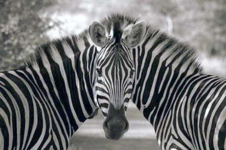 10 poze facute la momentul potrivit