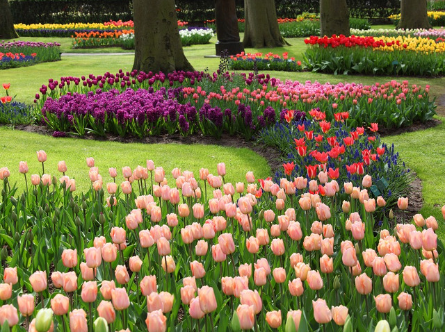 Olanda, tara lalelelor