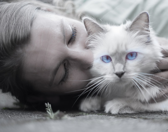 Iubitorii de pisici cauta afectiune