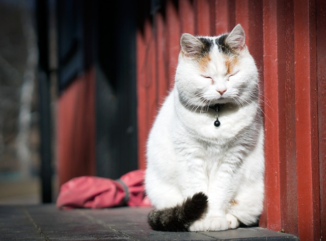 Atunci cand esti obosita, poti adormi in orice pozitie