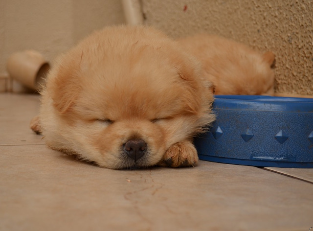 In asteptarea pranzului....acestui catelus i s-a facut somn!