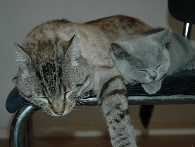 Obosite...peste masura!