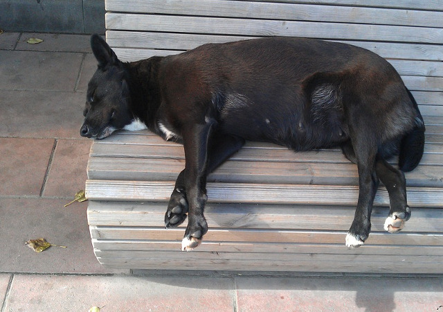 Fiecare doarme acolo unde se simte bine