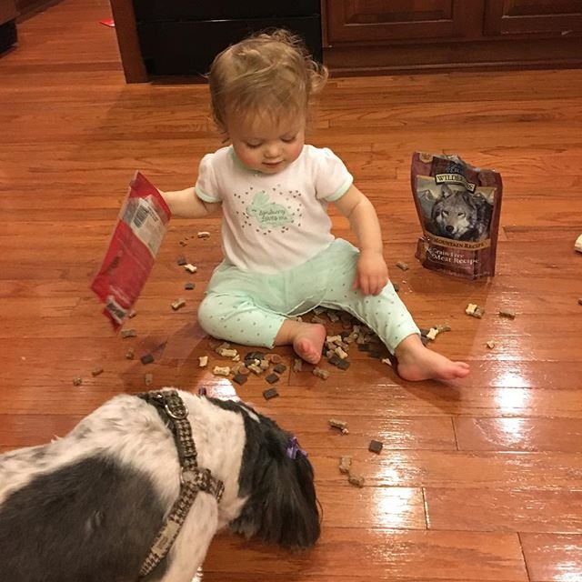 Cainele nu are voie sa manance dulciuri? Cine spune asta?