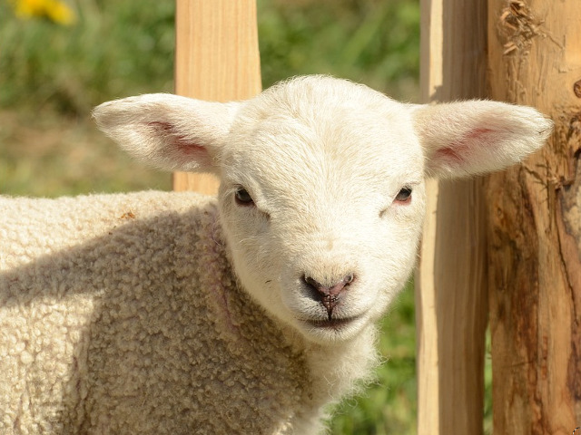 Sacrificiul mielului