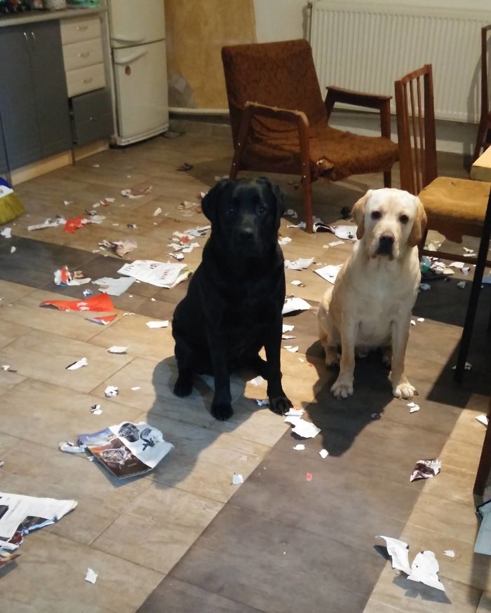 "Cum adica am facut mizerie? Unde?"