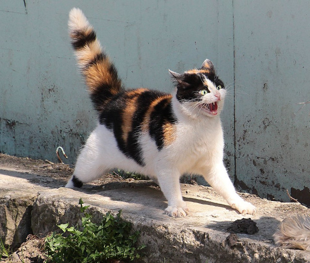 O reactie generata de... o alta pisica