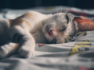 Animalul de companie