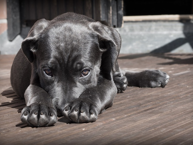 Stiu sa recunoasca atunci cand au gresit
