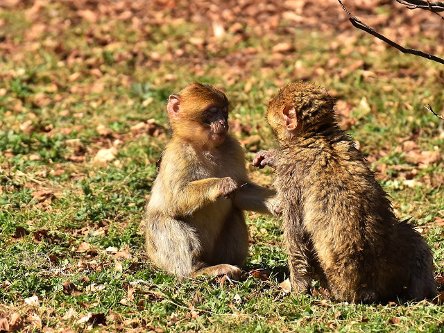 Sunt atat de jucause, incat este imposibil sa nu le indragesti!