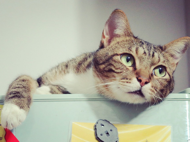 Reusesc sa te binedispuna de fiecare data cand esti suparat cu simpla lor prezenta