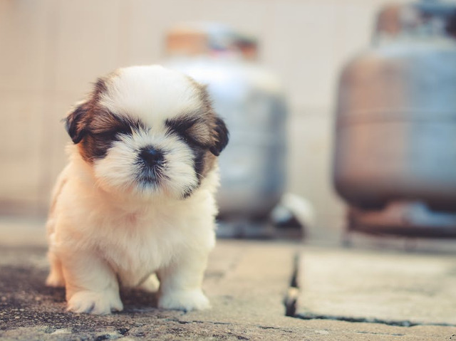 Pe scurt: sunt adorabile